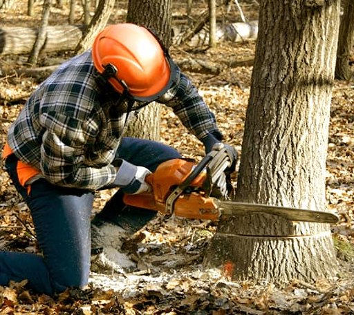 Tree Removal in West Dover, VT